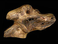 Dino