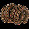 Reptil